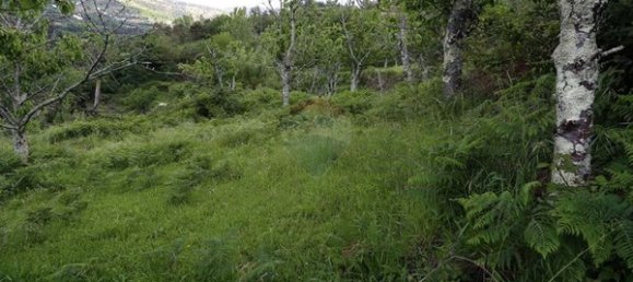 3 bedrooms House in Santiago de Piaes, Portugal No. 183239 4