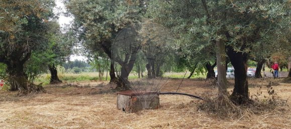 1 chambre Maison à Ferreira do Zezere, Portugal No. 21393 14