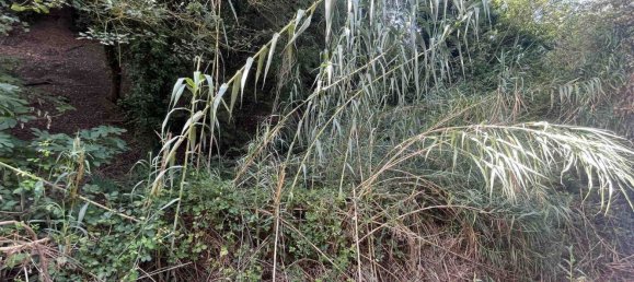  Land in Rosignano Marittimo, Italy No. 312462 19