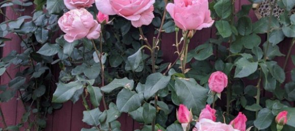 Grundstück in Marzahn, Germany, Nr. 359768 8