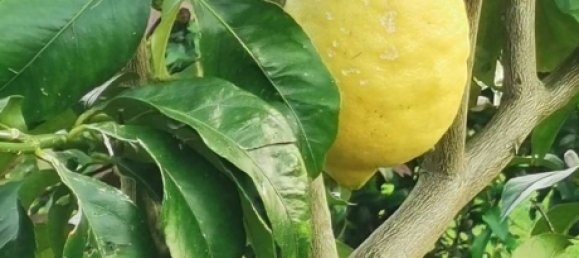 Casa de 3 dormitorios en Langreo, Spain No. 161456 16