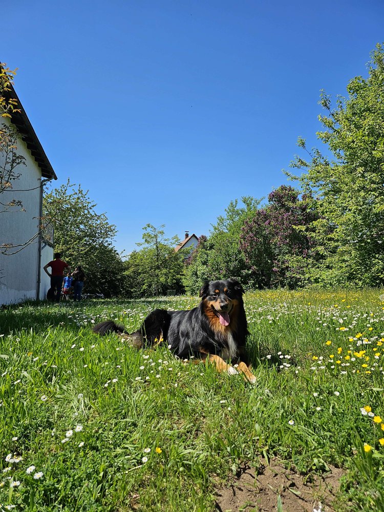 Terrain à Wetteraukreis, Germany No. 263478