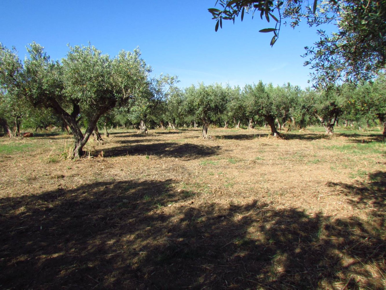 Grundstück in Sciacca, Italy 3730m², Nr. 282773