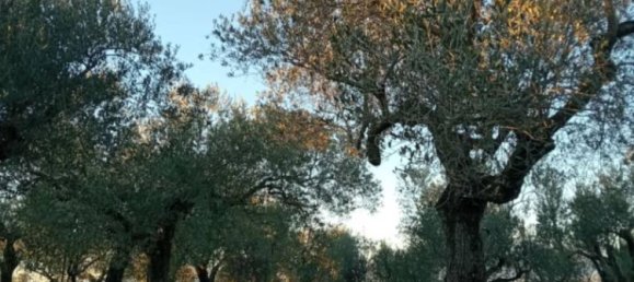 Terrain à Ripi, Italy 1316m² No. 175575 11