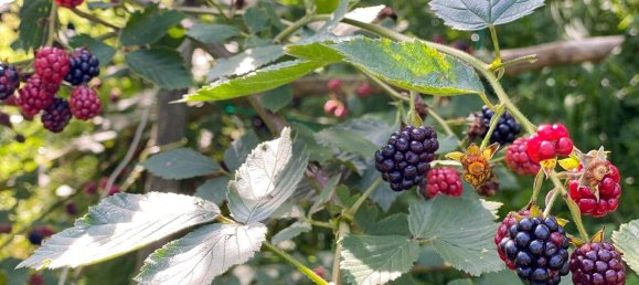 6-Zimmer Haus in Pressbaum, Austria, Nr. 202603 13