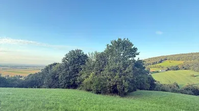 Terrain à Konigstetten, Austria No. 217674