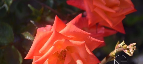 4 chambres Maison à Vilaflor, Spain No. 29758 21