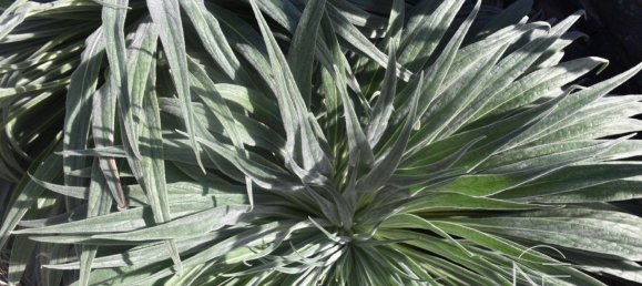 4 chambres Maison à Vilaflor, Spain No. 29758 27