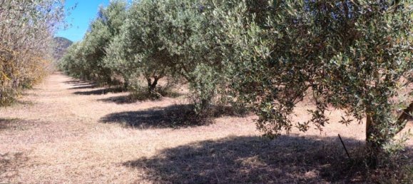 Grundstück in Sardinia, Italy 9000m², Nr. 255720 16