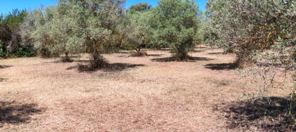 Grundstück in Sardinia, Italy 9000m², Nr. 255720 19