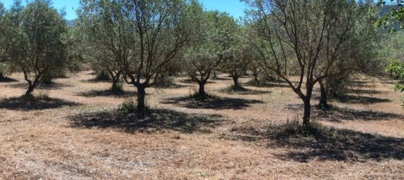 Grundstück in Sardinia, Italy 9000m², Nr. 255720 18