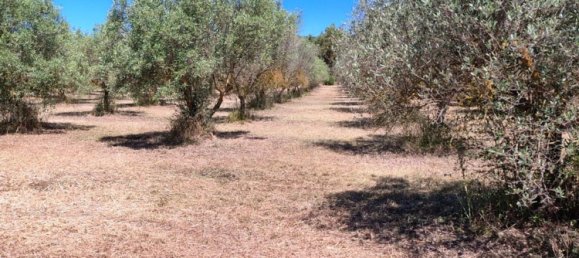 Grundstück in Sardinia, Italy 9000m², Nr. 255720 15