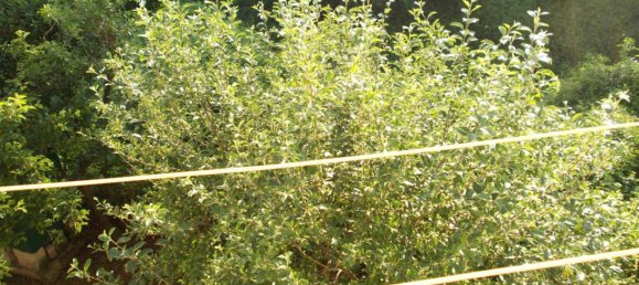 1 bedroom Apartment in Mondovì, Italy No. 296561 15