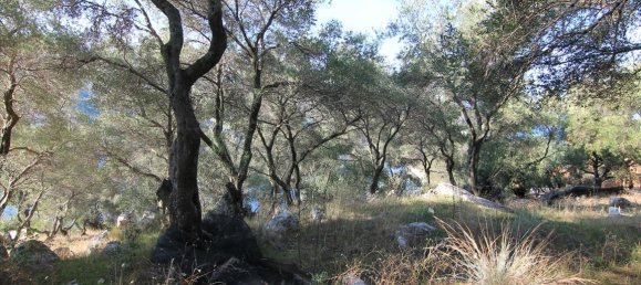 4300m² Hotel in Corfu, Greece No. 5383 6