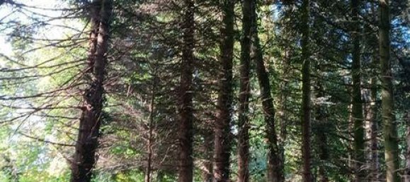 7 rooms Farm in Aurich, Germany No. 305025 12