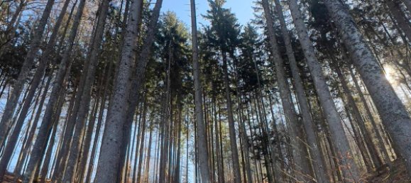 Grundstück in Feistritz im Rosental, Austria 36000m², Nr. 14349 6