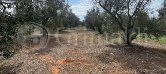 Grundstück in Sannicola, Italy 5030m², Nr. 172917 6