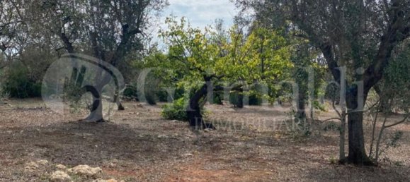 Grundstück in Sannicola, Italy 5030m², Nr. 172917 17