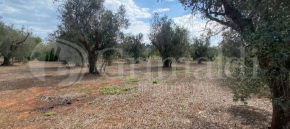 Grundstück in Sannicola, Italy 5030m², Nr. 172917 19