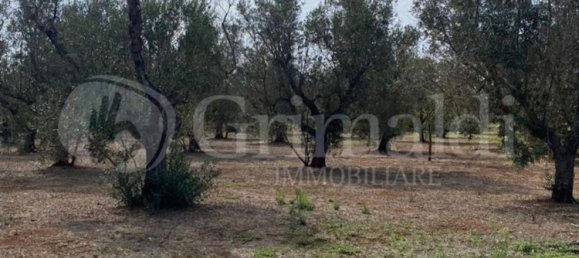 Grundstück in Sannicola, Italy 5030m², Nr. 172917 14