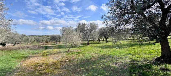 Estudio en Ceglie Messapica, Italy No. 24910 8