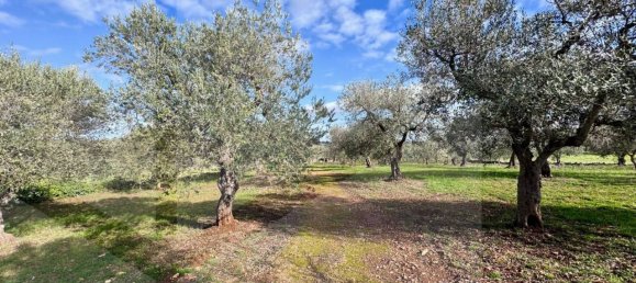 Estudio en Ceglie Messapica, Italy No. 24910 6