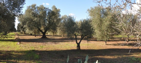  Land in San Vito dei Normanni, Italy No. 177574 5