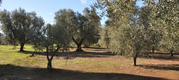  Land in San Vito dei Normanni, Italy No. 177574 4