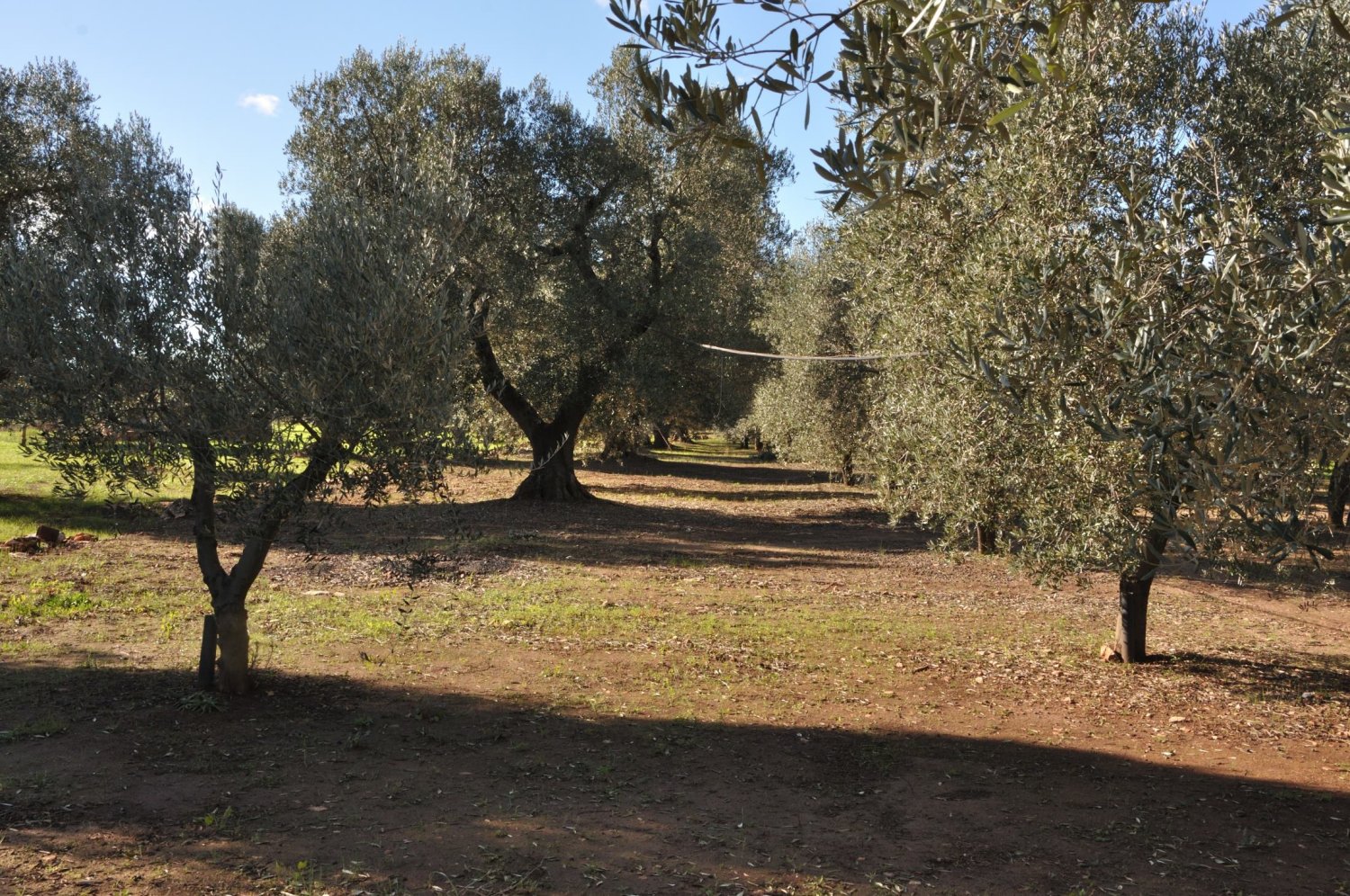  Land in San Vito dei Normanni, Italy No. 177574