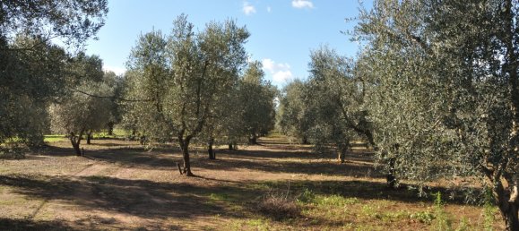  Land in San Vito dei Normanni, Italy No. 177574 3