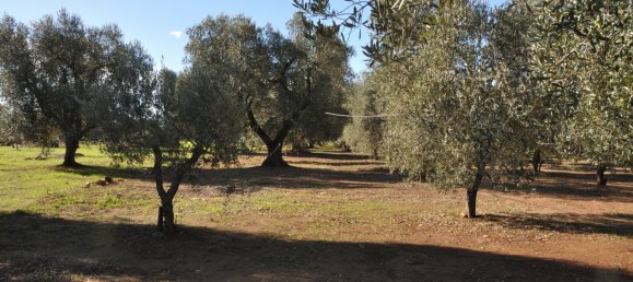  Land in San Vito dei Normanni, Italy No. 177574 6