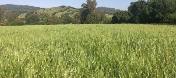 Земельный участок в Химена-де-ла-Фронтера, Испания № 160752 6