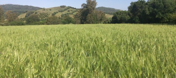 Земельный участок в Химена-де-ла-Фронтера, Испания № 160752 9