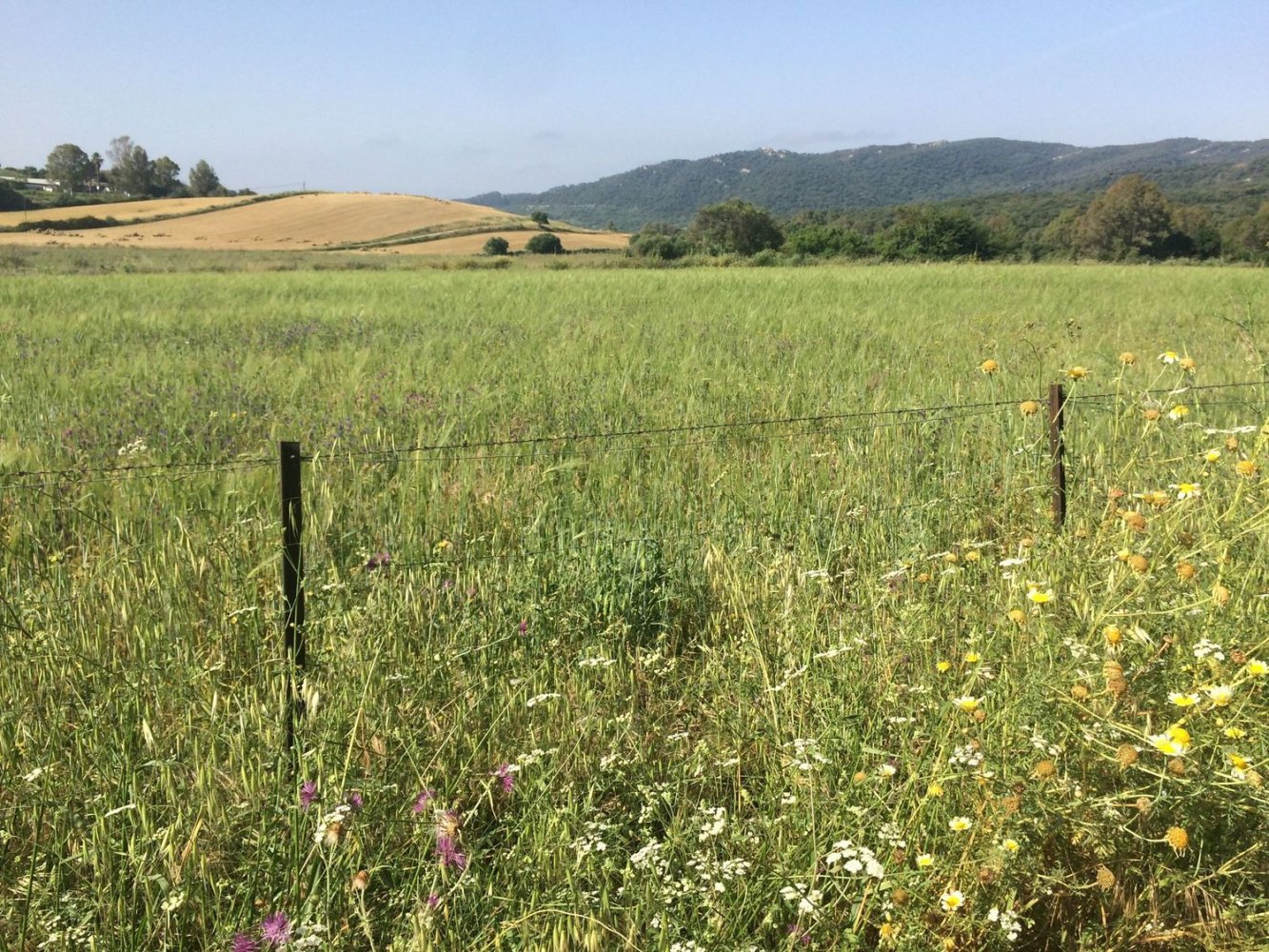 Земельный участок в Химена-де-ла-Фронтера, Испания № 160752