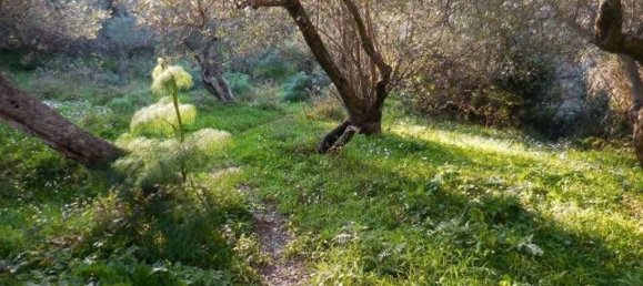  قطعة أرض في Nizza di Sicilia, Italy 8086متر مربع رقم 129096 10