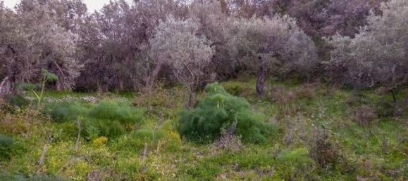  قطعة أرض في Nizza di Sicilia, Italy 8086متر مربع رقم 129096 16