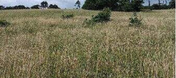 Terrain à Neulengbach, Austria No. 246665 7