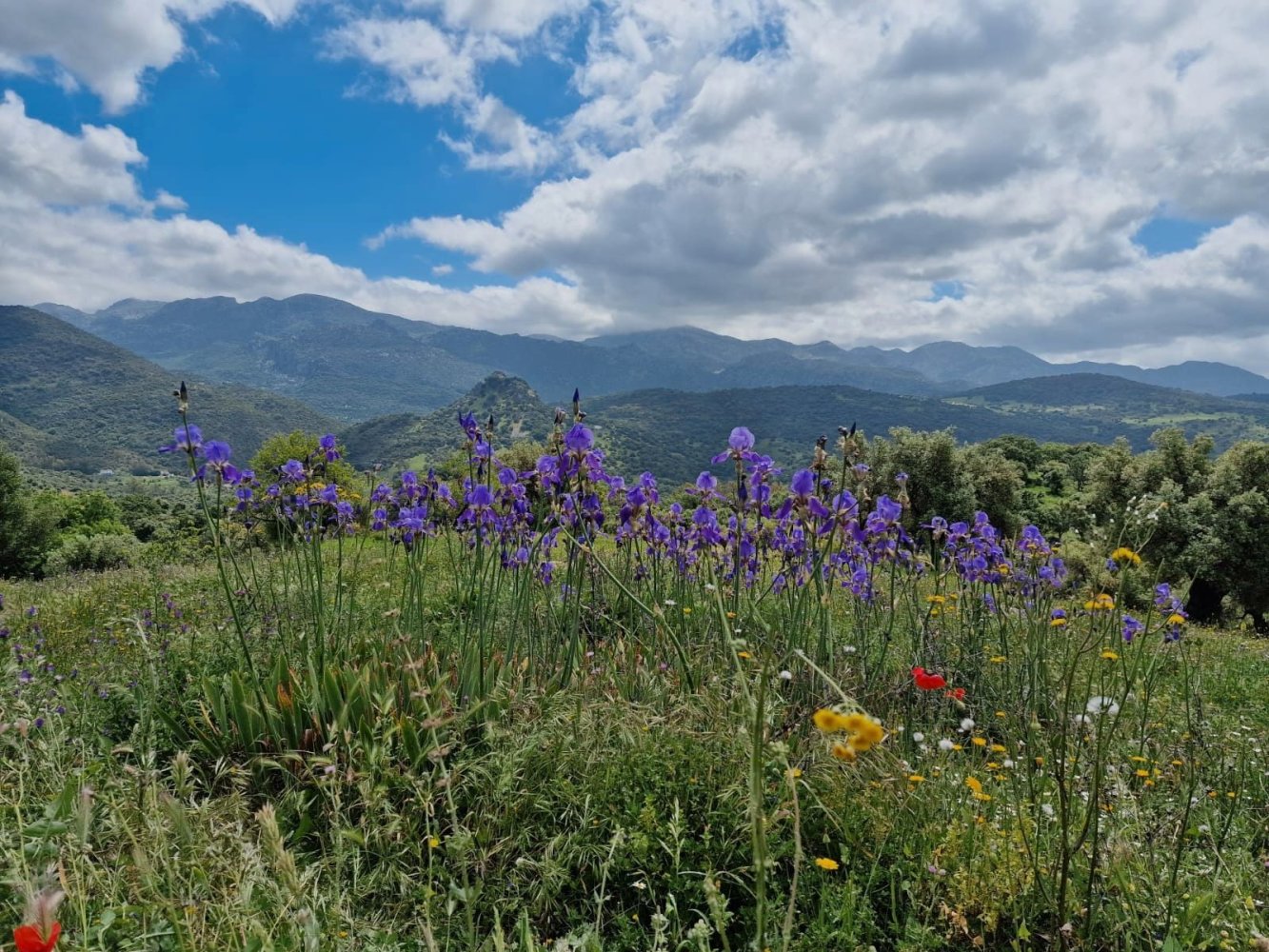 Terreno em Cadiz, Spain 30000 m² N.º 162724