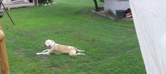 Property في Volos, Greece 320متر مربع رقم 4586 5