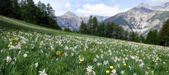 4 Schlafzimmer Haus in Bardonecchia, Italy, Nr. 55474 15