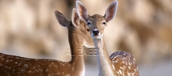 Grundstück in Ghantoot, UAE 756m², Nr. 29898 11