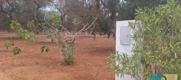 3 chambres Maison à San Michele Salentino, Italy No. 69556 40