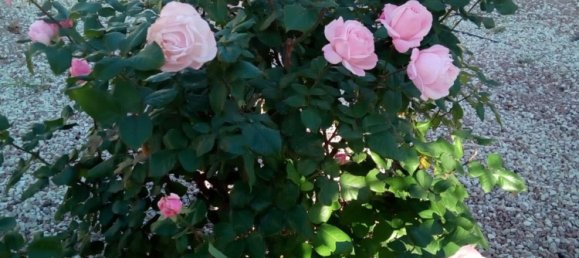 2 bedrooms Penthouse in Torrevieja, Spain No. 141684 31