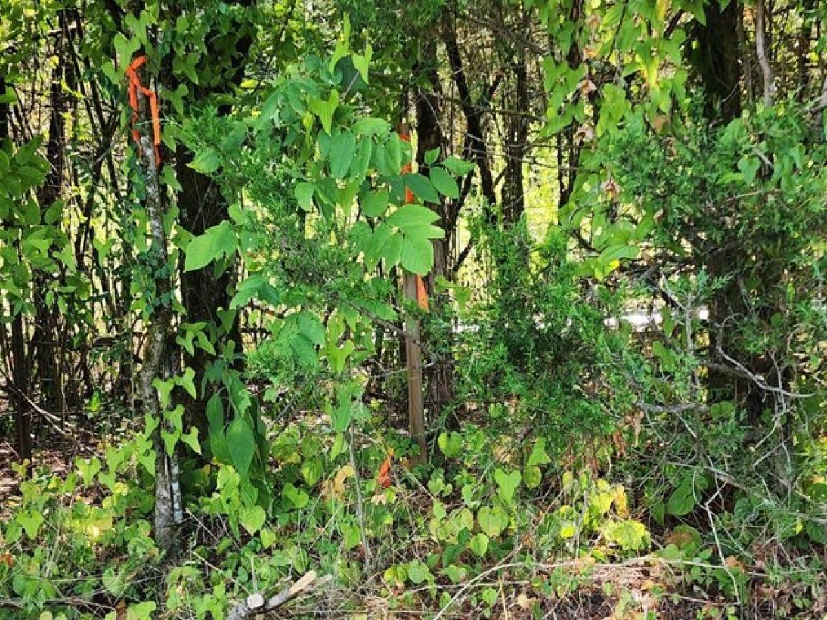  Land in Gainesboro, USA No. 535944