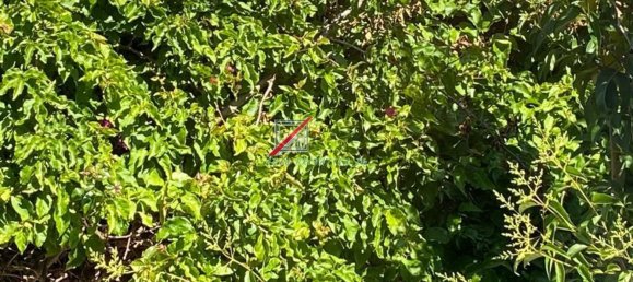 5 bedrooms House in Oeiras, Portugal No. 136538 45