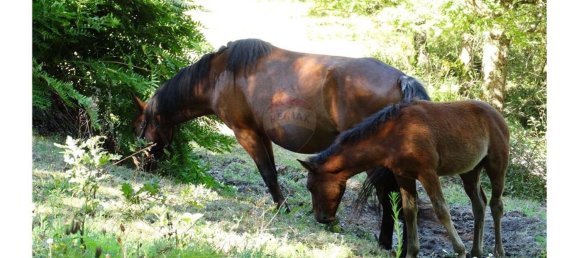  قطعة أرض في Cantelaes, Portugal 18000متر مربع رقم 21206 4