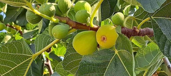 Villa T8 em Castiglione Messer Raimondo, Italy N.º 326940 11