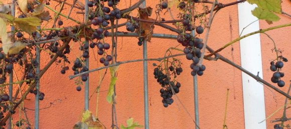 4 bedrooms Townhouse in Passau, Germany No. 148086 14