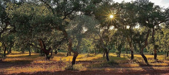 Grundstück in Alcacer do Sal, Portugal 696250m², Nr. 92304 4