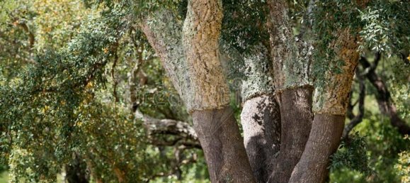 Grundstück in Alcacer do Sal, Portugal 696250m², Nr. 92304 5